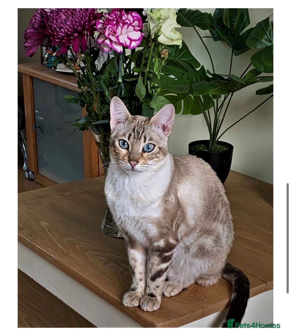 Bengal cats Affectionate Snow Bengal Female (TICA REGISTERED) - Advert 14