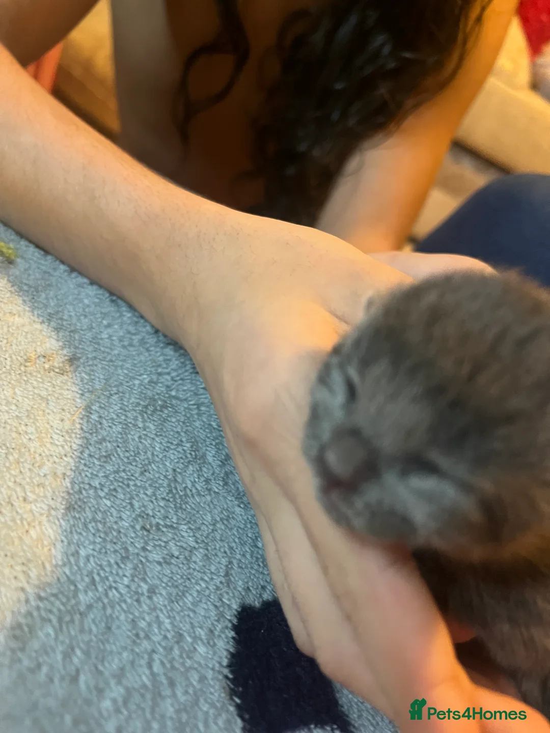 Mixed Breed cats for sale: Amber Bengal X shorthaired Black kittens in Cambridge - Advert 8