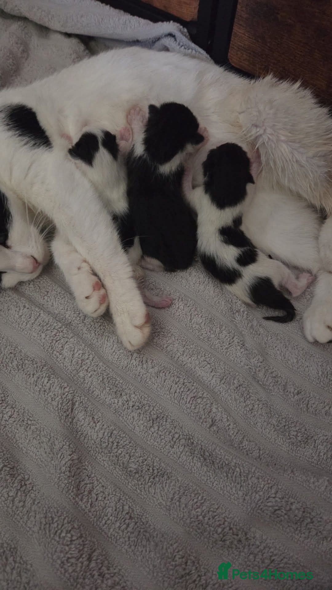 British Shorthair cats 3x British shorthair kittens.  - Advert 2