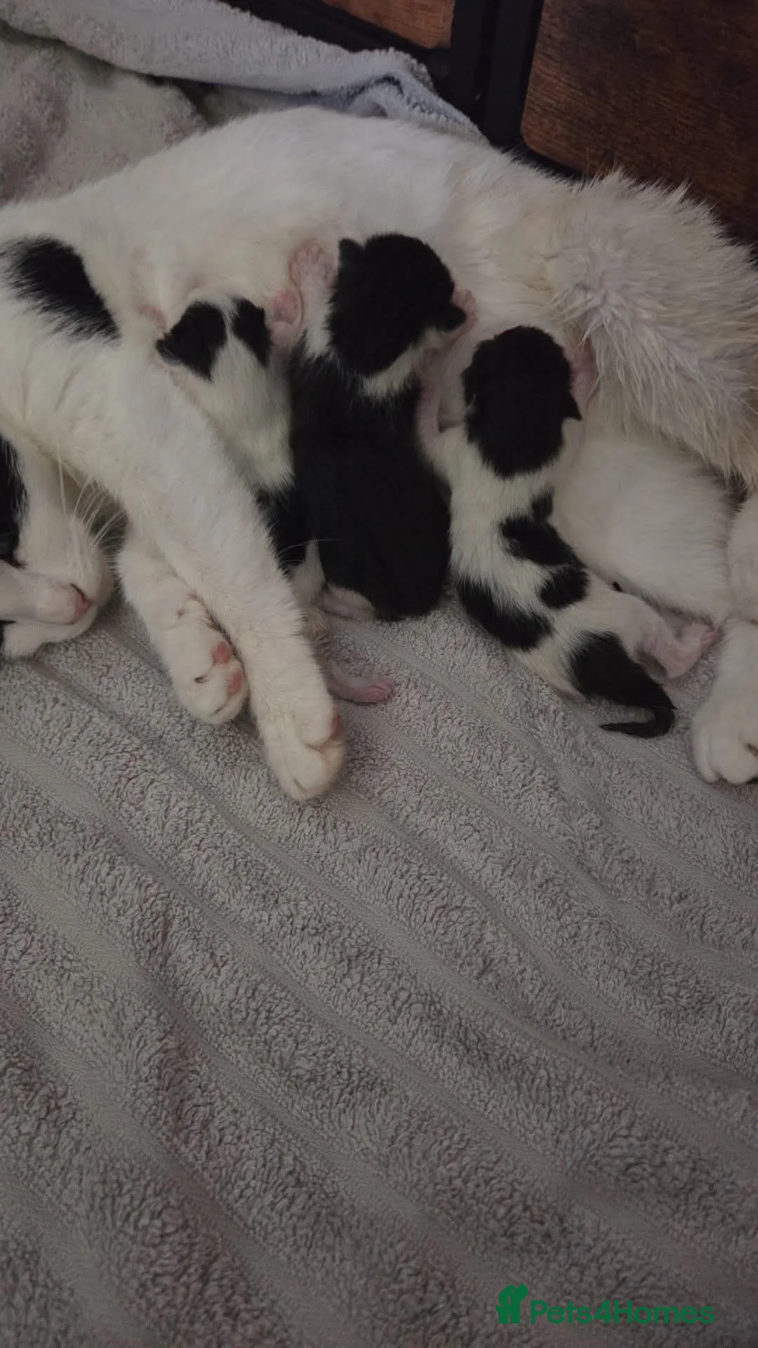 British Shorthair cats for sale: 3x British shorthair kittens.  in Dewsbury - Advert 1