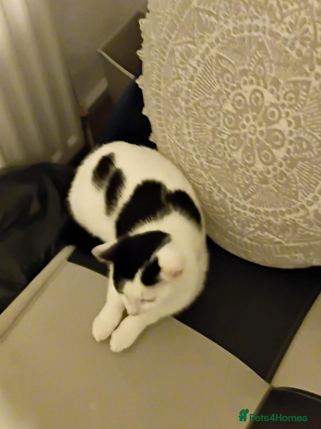 Mixed Breed cats for sale: Female kitten for sale  in Wolverhampton - Advert 3