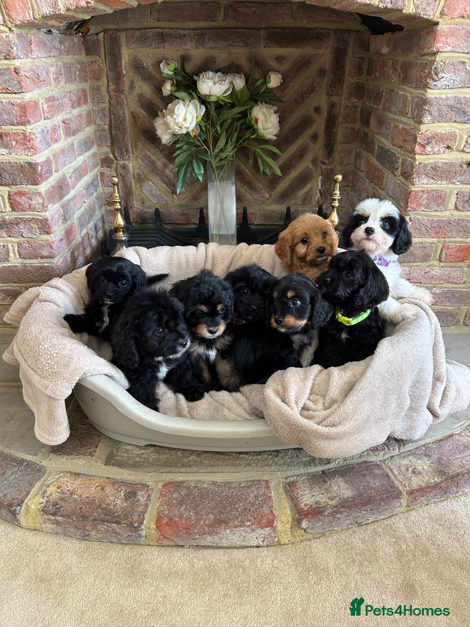 Cavapoo dogs Adorable Cavapoo puppies  - Advert 1