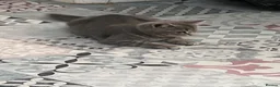 British Shorthair cats for sale: Gorgeous pure British shorthaired kittens - Advert 3