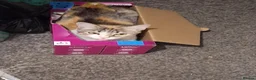 Mixed Breed cats for sale: Forever homes wanted - Advert 10