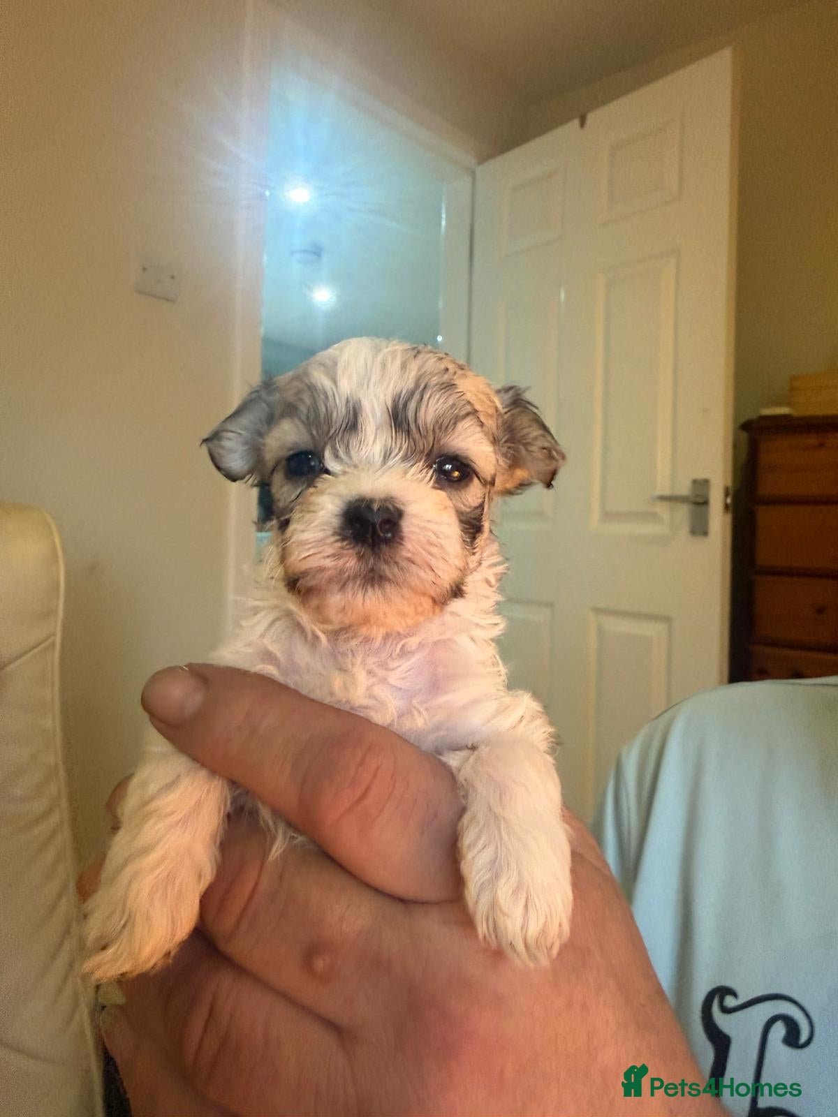 Mixed Breed dogs Shihchon puppies  - Advert 1