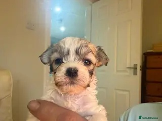 Mixed Breed dogs Shihchon puppies - Advert 1