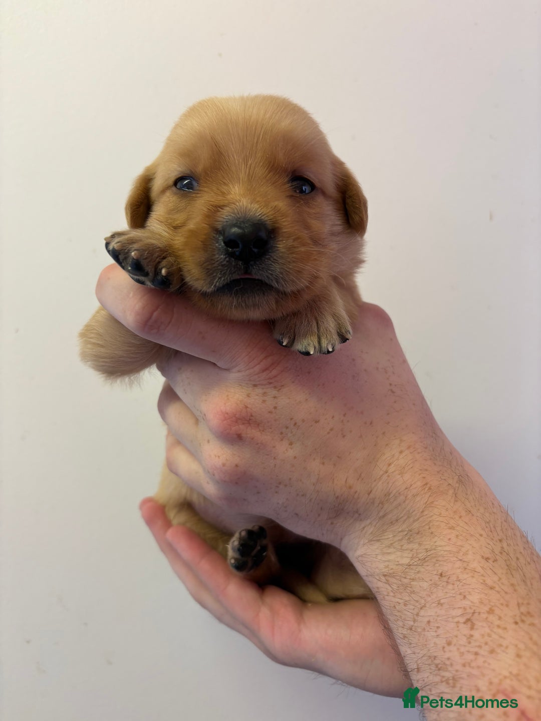Goldador dogs for sale: Lovely Goldadors  - Image 6