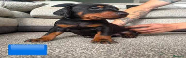 Dobermann 6