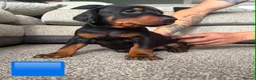 Dobermann dogs for sale: Dobermans for sale in Ayr - Advert 7