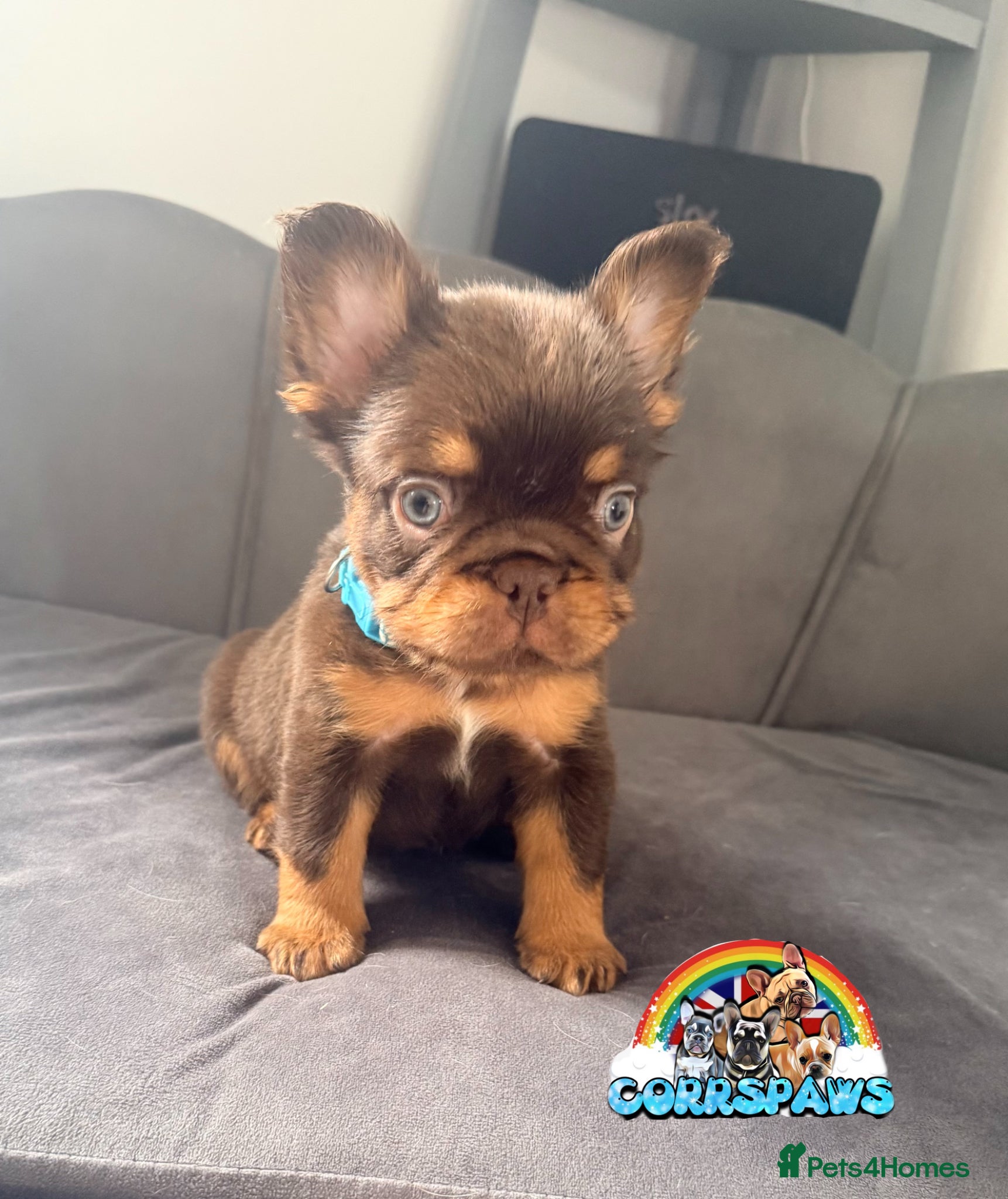 French Bulldog dogs Stunning/healthy Fluffy French Bulldogs 3💙 2🩷 - Advert 2