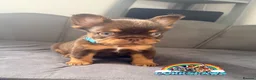 French Bulldog dogs for sale: Last adorable female cream Fluffy French Bulldogs  - Advert 10