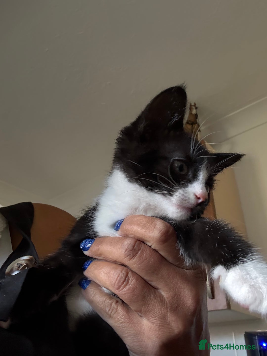 Mixed Breed cats for sale: Kittens ready to leave ferndown area - Image 4
