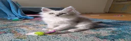 Maine Coon cats for sale: TICA Registered Maine Coon Kittens  - Advert 2