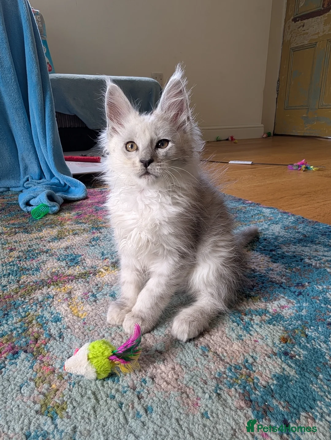 Maine Coon cats for sale: TICA Registered Maine Coon Kittens  - Advert 2