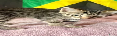 Domestic Shorthair 2