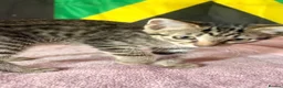 Domestic Shorthair cats for sale: Gorgeous kittens for rehoming  - Advert 5