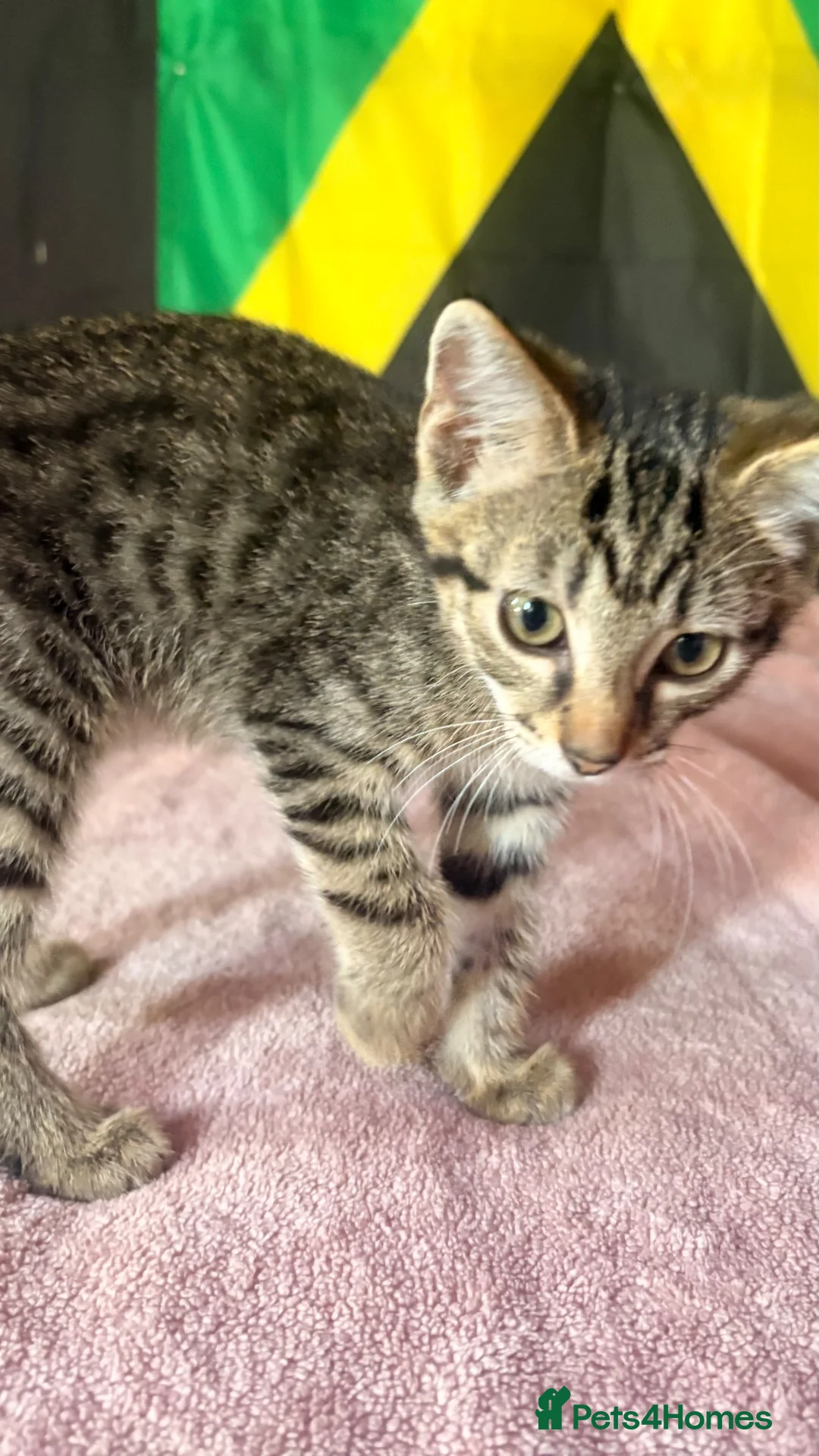 Domestic Shorthair cats for sale: Gorgeous kittens for rehoming  - Advert 5