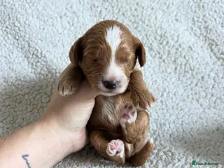 Cockapoo dogs Toy Cockapoo Puppies - Advert 2