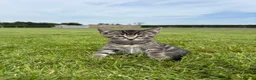 Domestic Shorthair cats for sale: Ready now, tabby kittens  in Preston - Advert 6