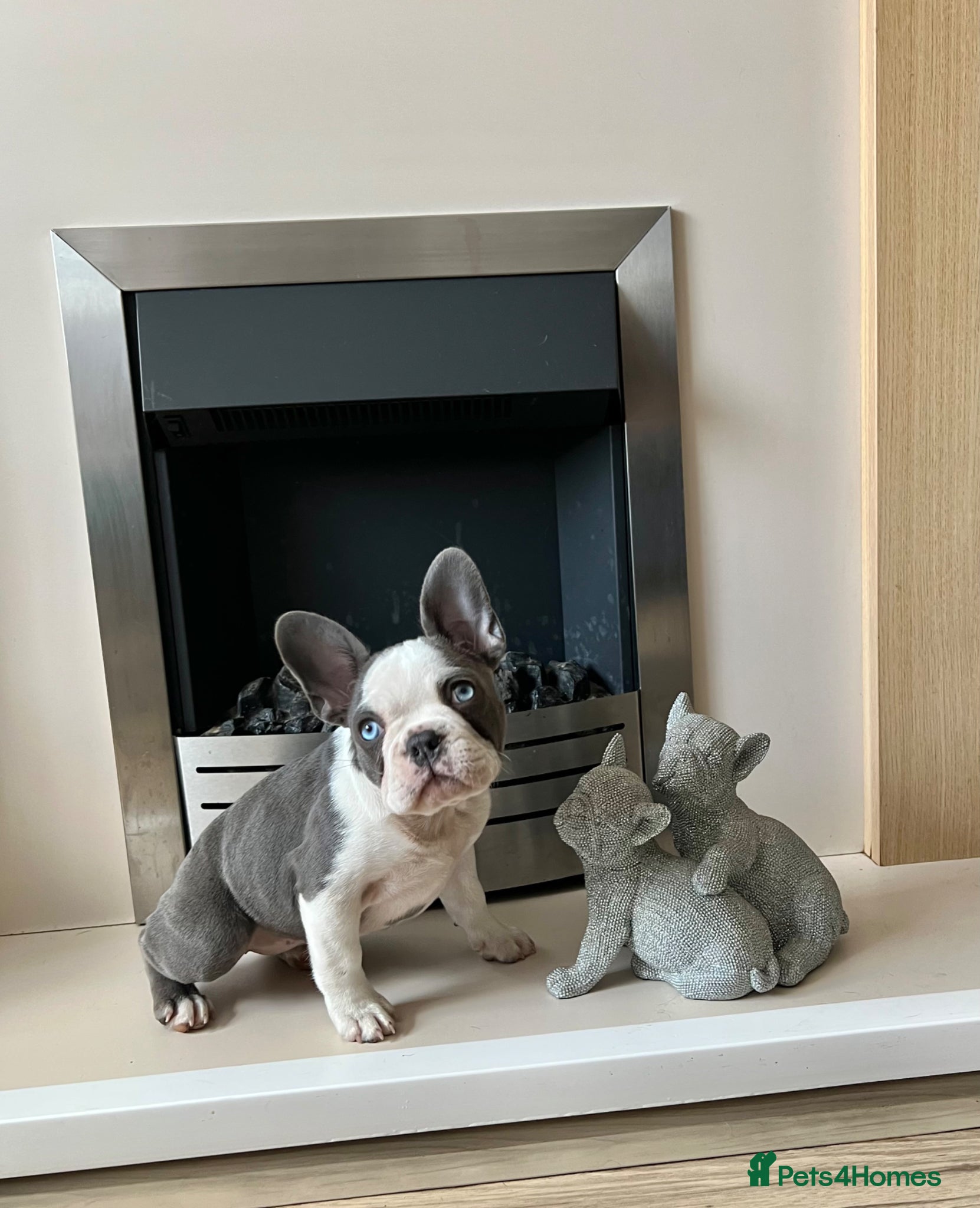 French Bulldog dogs KC Registered French Bulldog Puppies Ready  - Advert 6