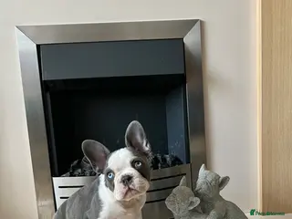 French Bulldog dogs KC Registered French Bulldog Puppies Ready - Advert 6