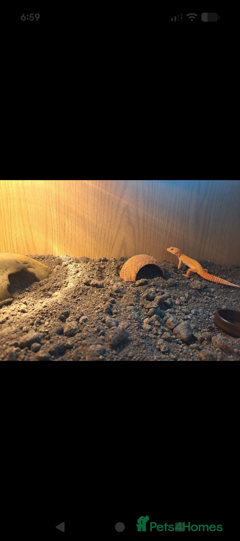 Leopard Gecko reptiles Rainforest albino leapord gecko and vivarium  - Advert 7