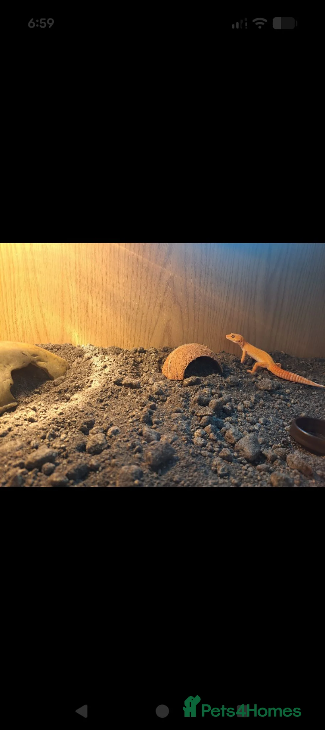 Leopard Gecko reptiles for sale: Rainforest albino leapord gecko and vivarium  in Louth - Advert 1