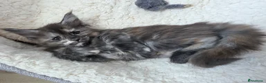 Maine Coon 7 - Pink female