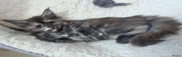 Maine Coon cats for sale: TICA Registered Maine Coon Kittens–Russian Line🐾 - Advert 10