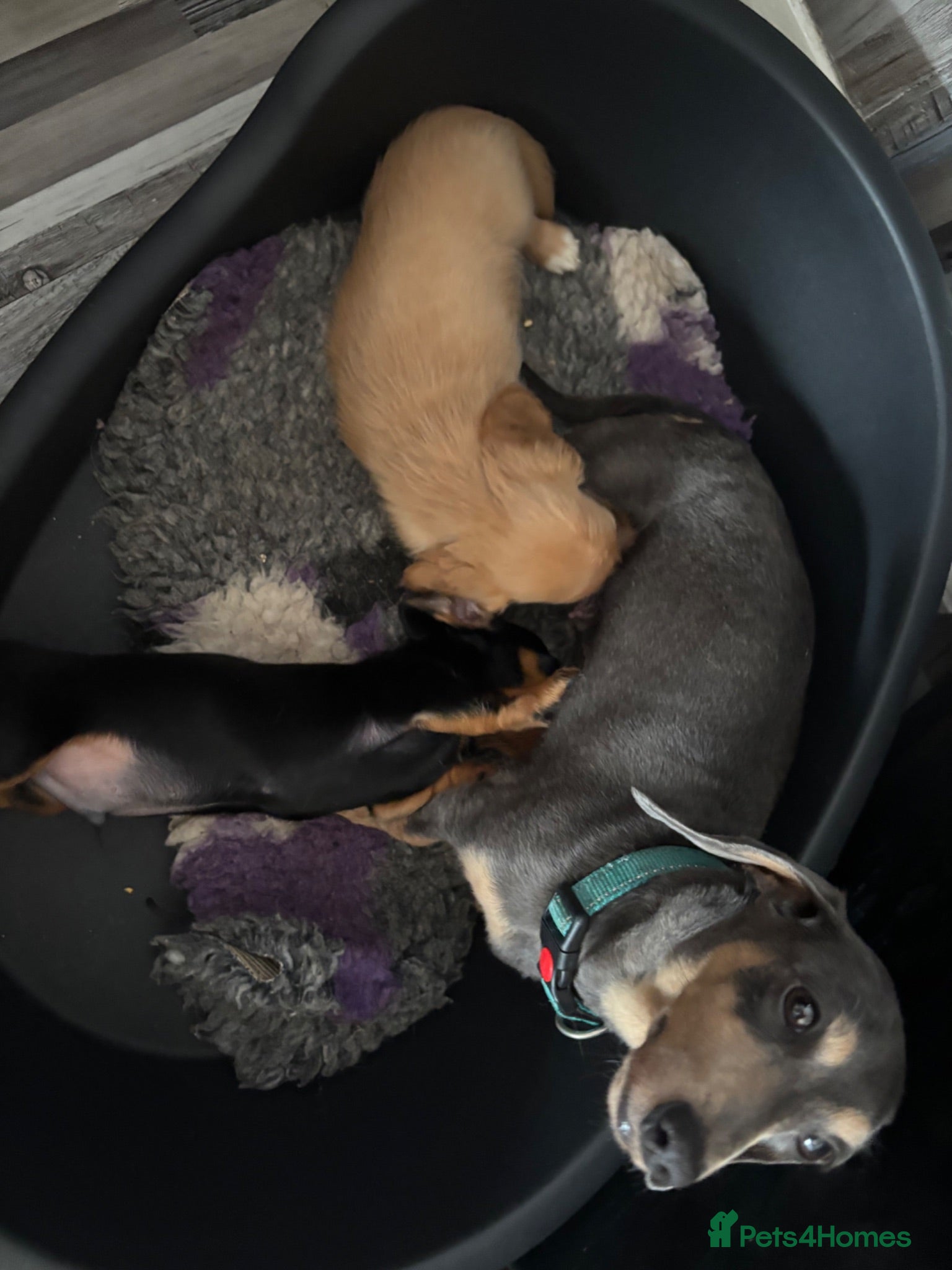Dachshund dogs Puppies - Advert 15