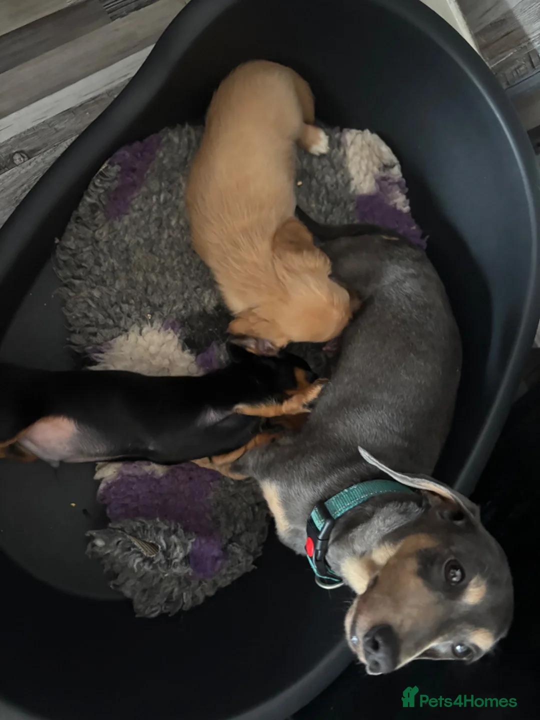 Dachshund dogs for sale: Puppies - Advert 1