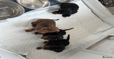 Miniature Dachshund dogs - Advert 2