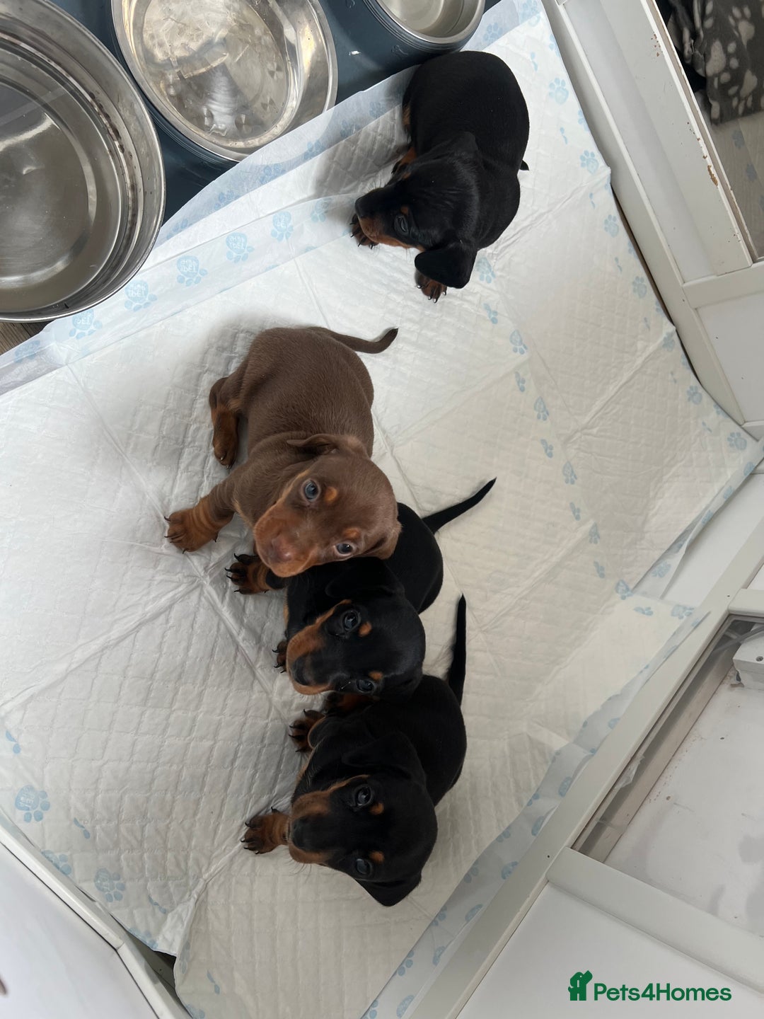 Miniature Dachshund dogs for sale: Just 1 left! KC registered miniature dachshund  - Image 2