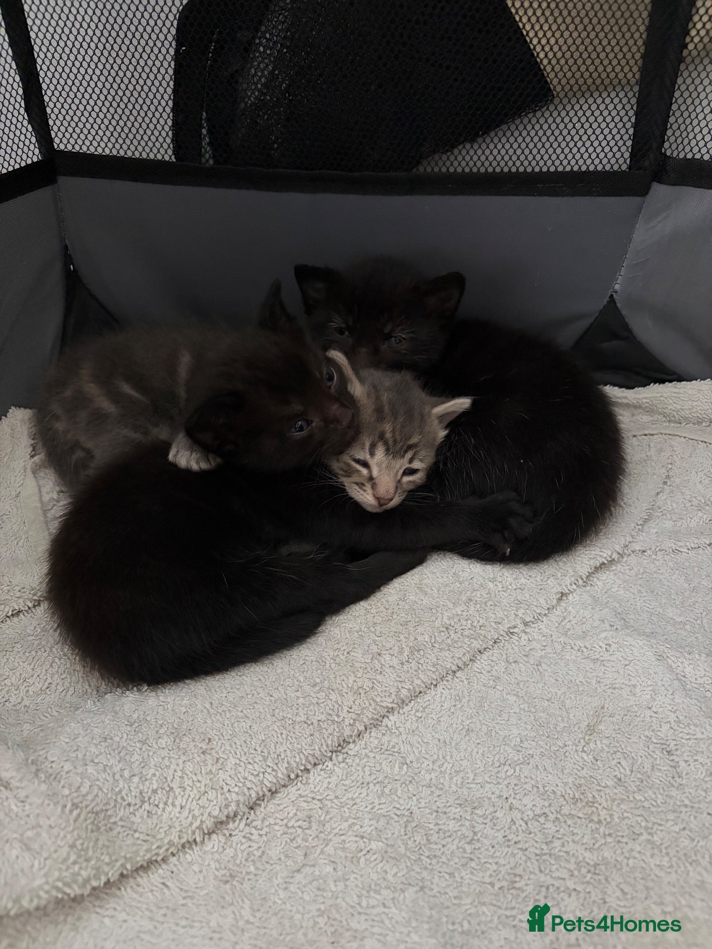 Domestic Shorthair cats Kittens - Advert 9