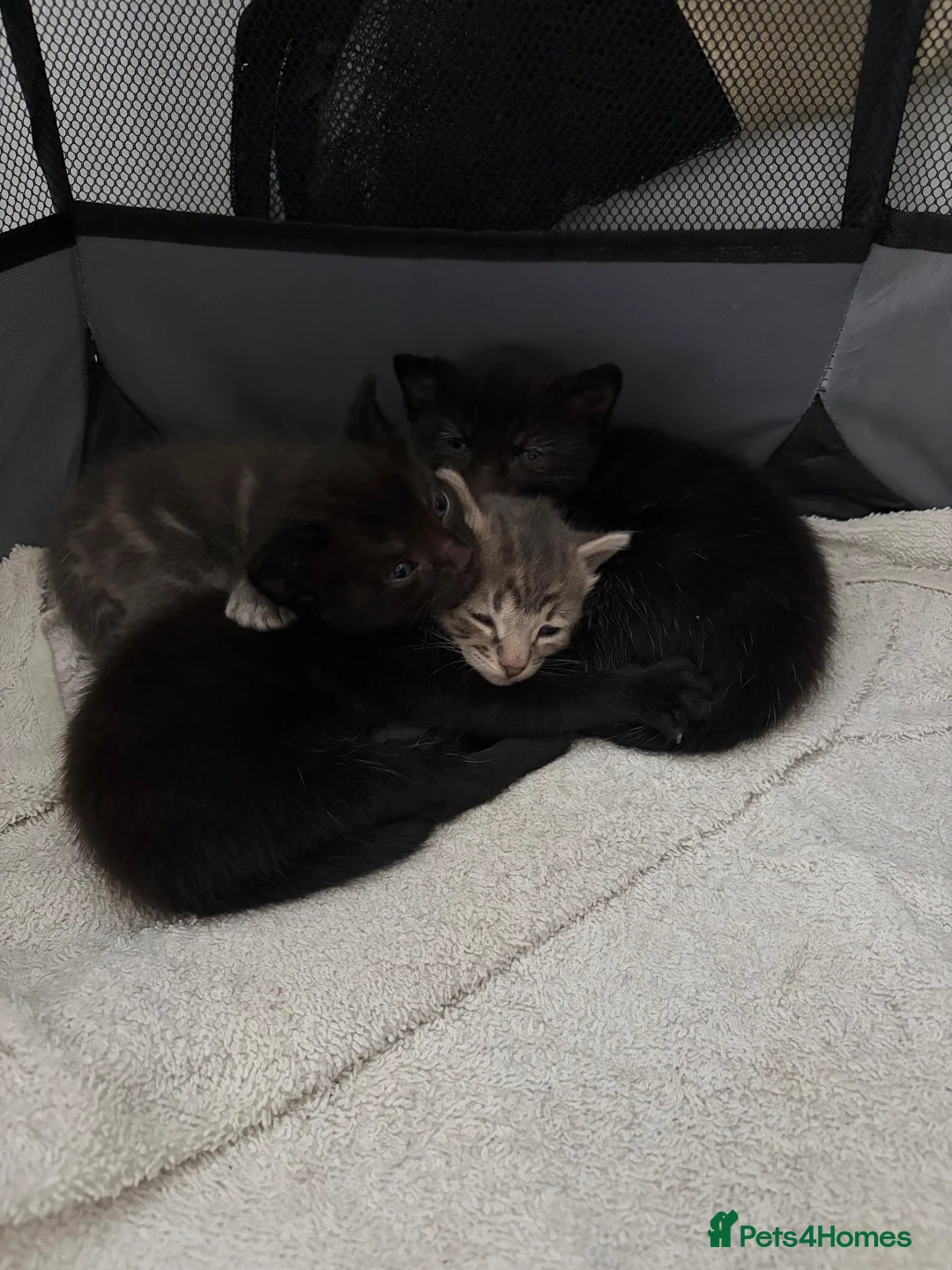 Domestic Shorthair cats for sale: Kittens - Advert 1