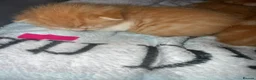 British Shorthair cats for sale: Beautiful ginger kittens  - Advert 4