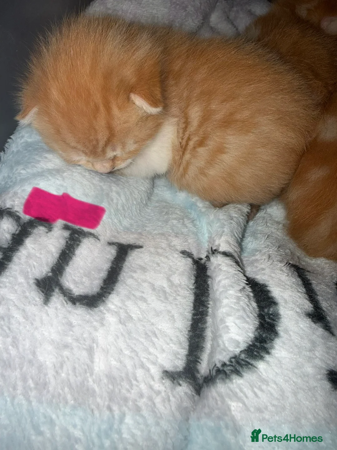 British Shorthair cats for sale: Beautiful ginger kittens  - Advert 4