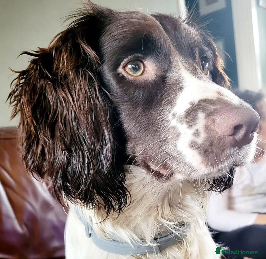 English Springer Spaniel dogs for stud: Teddy.  English Springer Spaniel - Image 4
