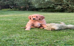 Golden Retriever dogs for sale: KC reg Golden Retriever puppies  - Image 7