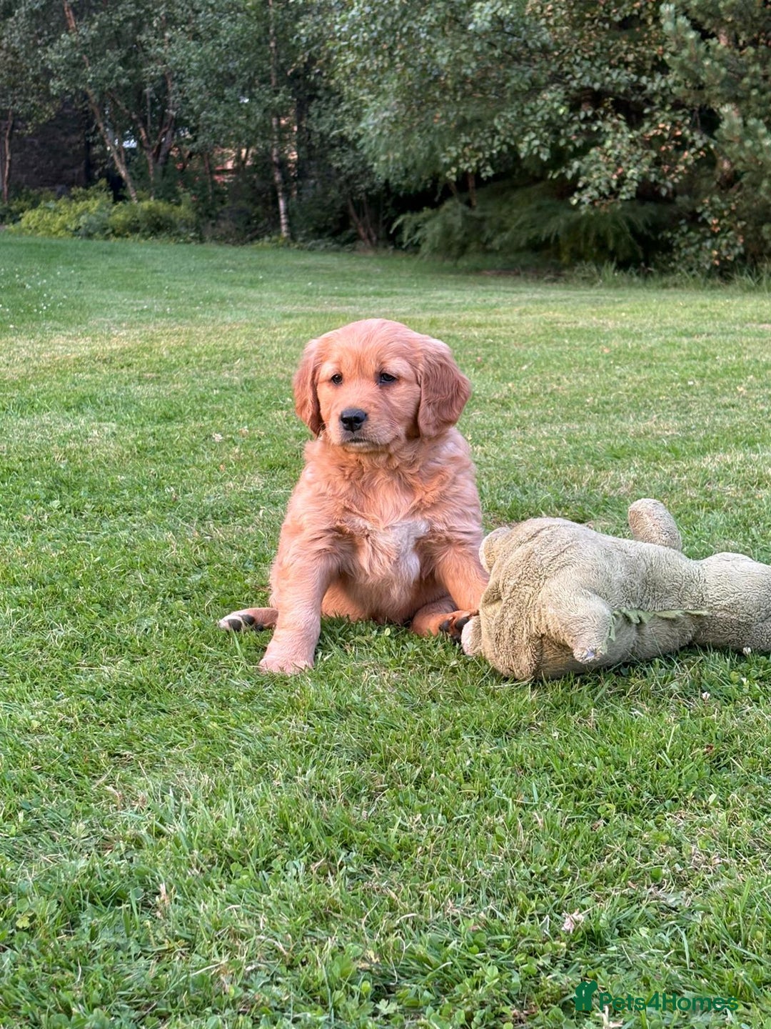 Golden Retriever dogs for sale: KC reg Golden Retriever puppies  - Image 7
