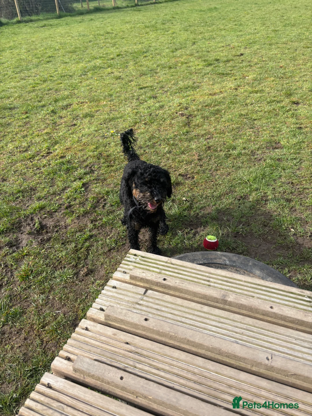 Cockapoo dogs for sale: 2 year old cockapoo - Advert 2