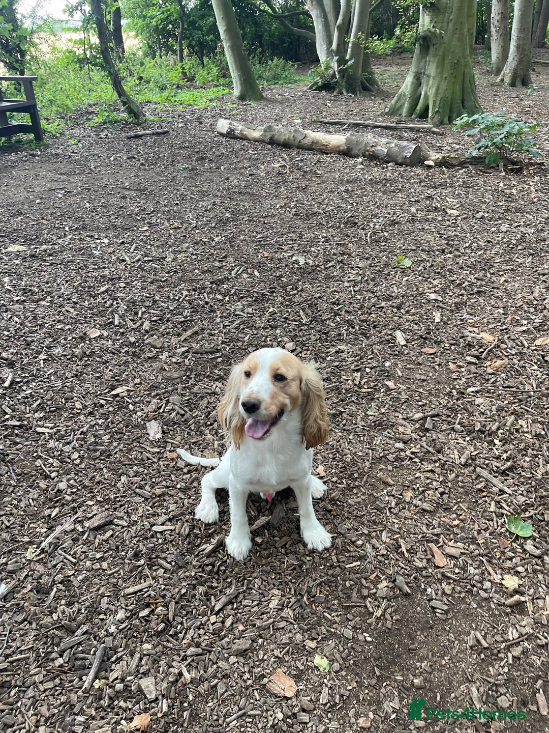 Cocker Spaniel dogs for sale: Male cocker spaniel 2years old  - Advert 2