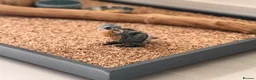 Parrots birds for sale: Silly Tame Pallid Black Headed Caique - Advert 3