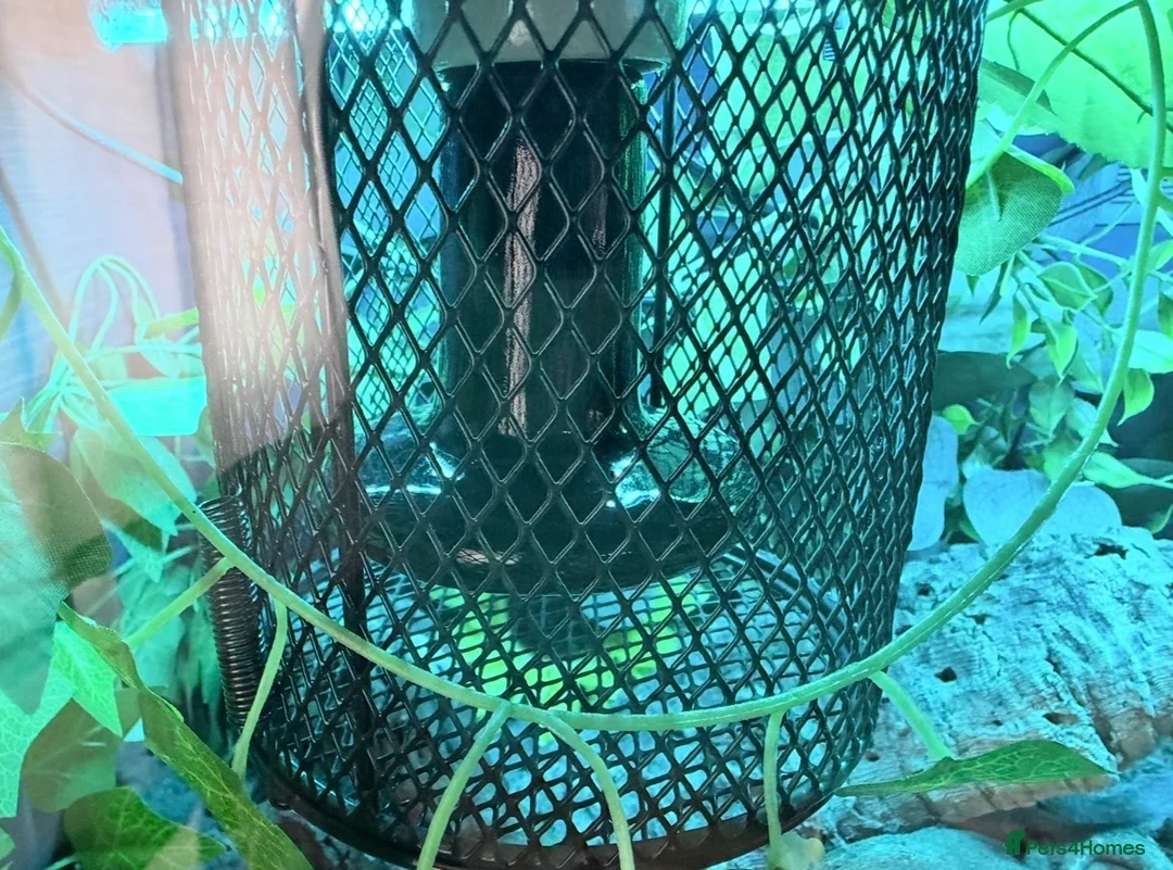 Python Snake reptiles for sale: Banana Royal Python will full set up - Advert 11