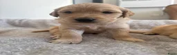 Golden Retriever dogs for sale: 1 Gorgeous Golden Retriever  Health Tested  - Advert 35