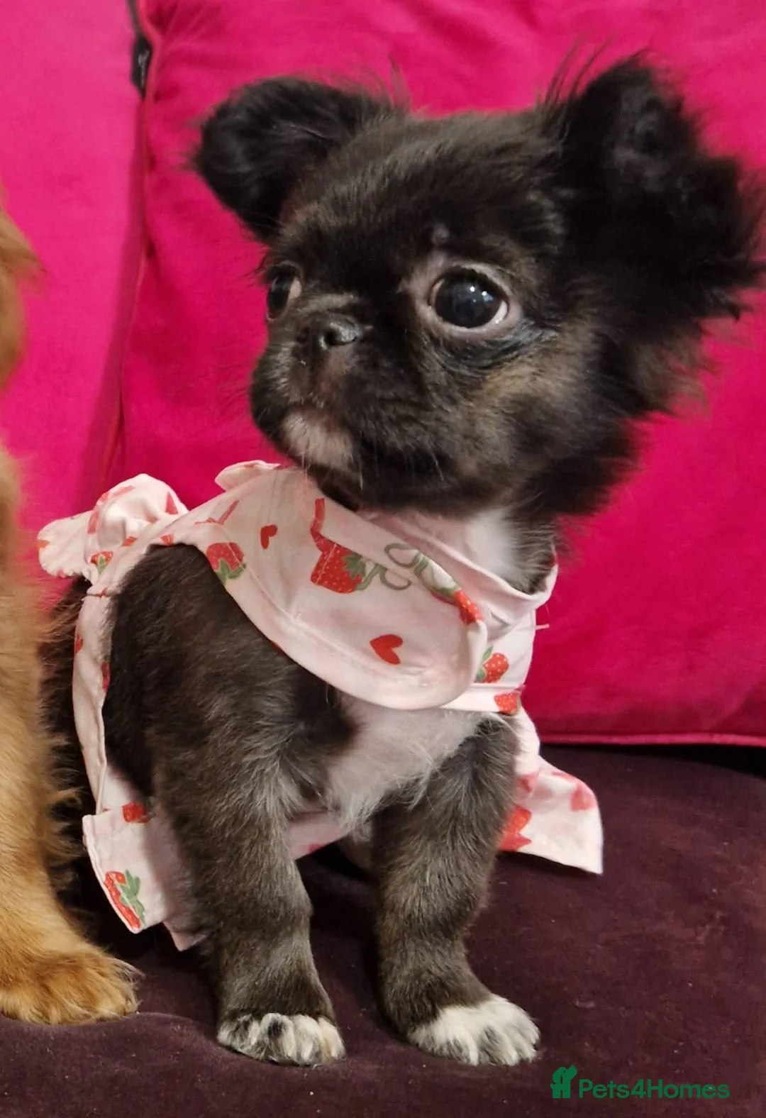 Chihuahua dogs for sale: Bow, long haired apple head chihuahua  - Advert 12