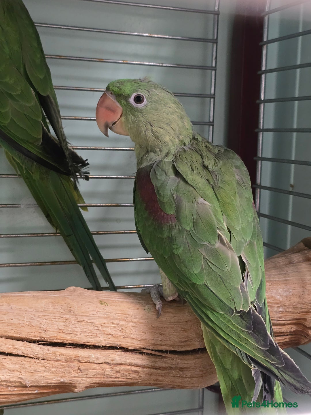 Parakeets birds for sale: Mixed birds, Alexandrines, Conures, Derbyan, etc!! - Image 6