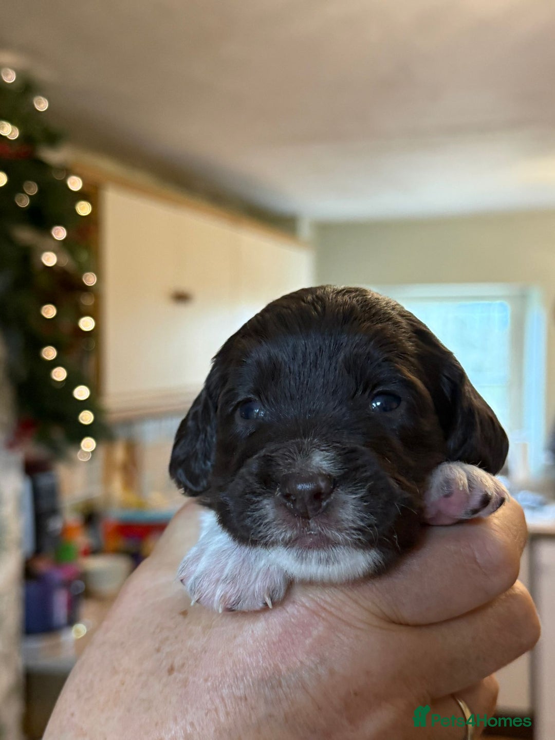 Sproodle dogs for sale: Merle F1 Sproodles 5⭐️Licenced Breeder full DNA - Advert 6