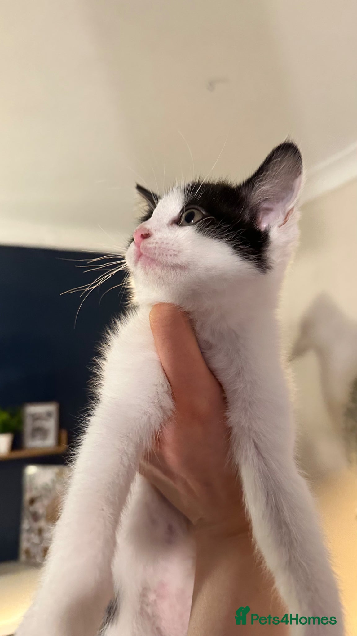 Mixed Breed cats for sale: Last 2 remaining reduced beautiful playful kittens - Advert 11