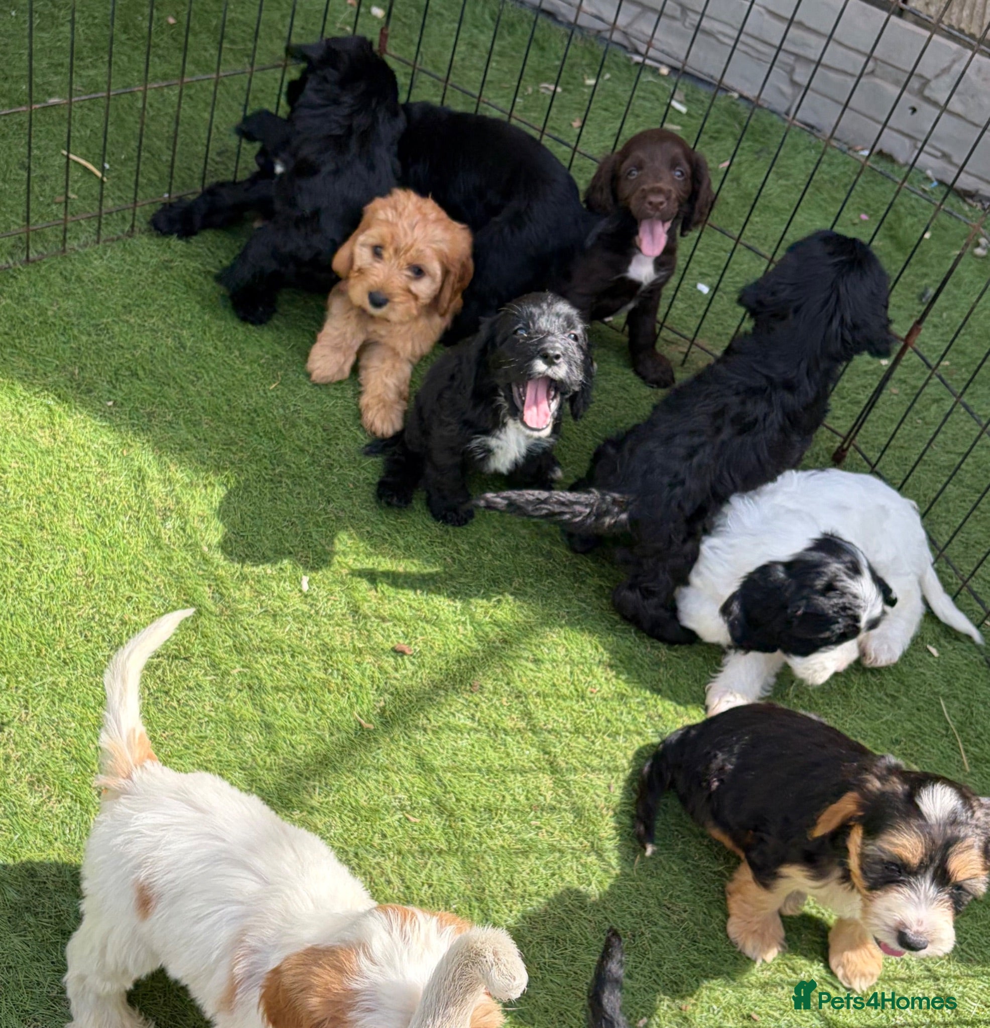 Cockapoo dogs 12 stunning cockapoo puppies ready now - Advert 2
